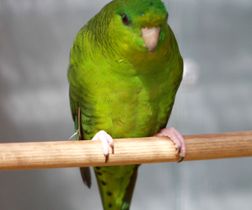 Barred Parakeet