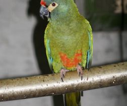Blue-winged Macaw