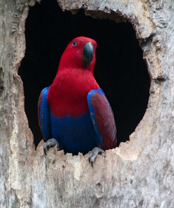 Australian Red-sided Eclectus