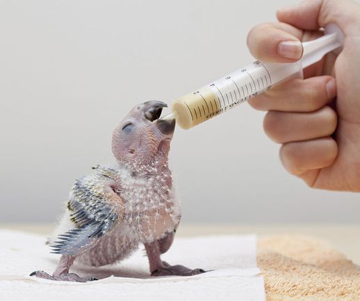 Stop commercial hand-rearing of baby parrots