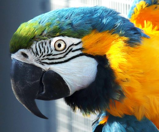 Blue-and-yellow Macaw - different varieties