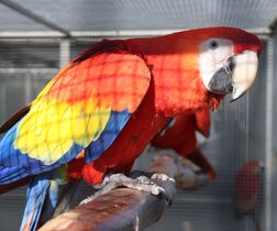 Scarlet Macaw - Genetics