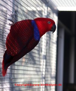 Papuan Red-sided Eclectus