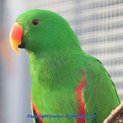 Eclectus - Introduction