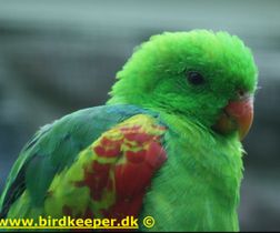 Timor Olive-shouldered Parrot