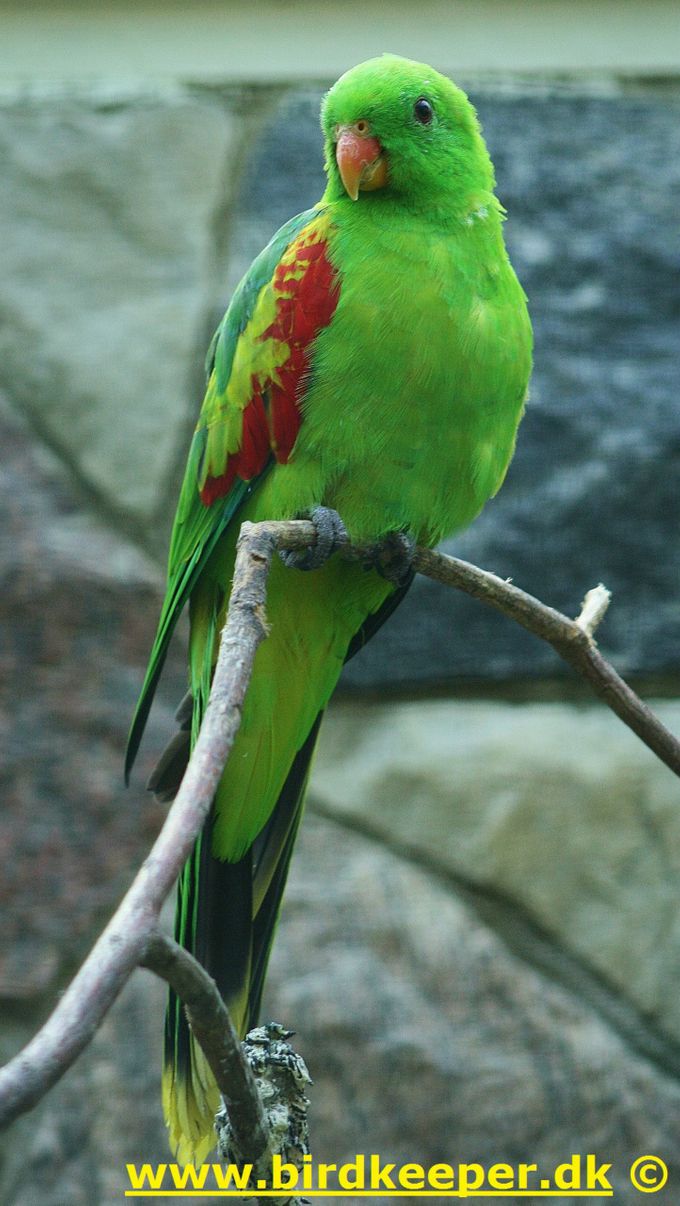 På dette foto af en 1,0 Timor Rødvinget parakit kan man se, at denne art ikke opleves så farvestrålende som den meget mere kendte art af Rødvinget parakit, der kommer fra Australien. Man forstår således bedre den gængse engelske artsbetegnelse ”Olive-shouldered Parrot”