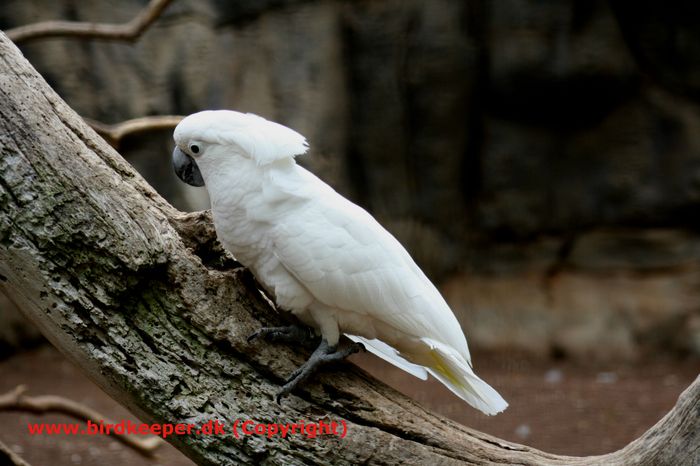 Hvidtoppet Kakadu (Cacatua alba), på dansk også kaldet Alba Kakadu, er en bredtoppet Kakadu, som med sin overvejende helt hvide farvedragt er en meget smuk repræsentant for de mellemstore kakaduer. Når denne fugl flyver, kan man under vingerne og på undersiden af halens styrefjer se de sirligt svovlgule midterfaner på fjerene. I naturen er den lokalt almindeligt forekommende, men den samlede population af Hvidtoppede Kakaduer har gennemgået en hastig tilbagegang.