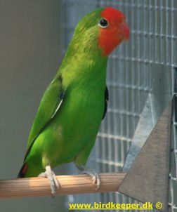 Red-faced Lovebird