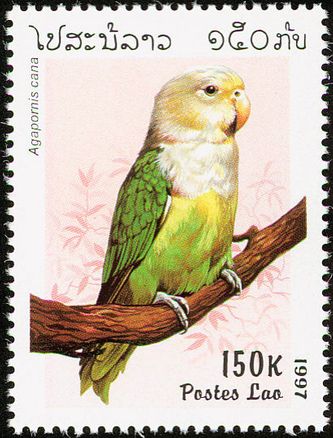 Hvordan et land som Laos, der er beliggende i den sydøstlige del af Asien, kan finde på at udgive et frimærke med et motiv af den Gråhovedet dværgpapegøje (Agapornis c. canus) - 1,0 - kan give anledning til undren, men det blev udgivet i 1997