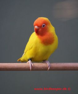 Nyasa Lovebird - Lutino colour mutation