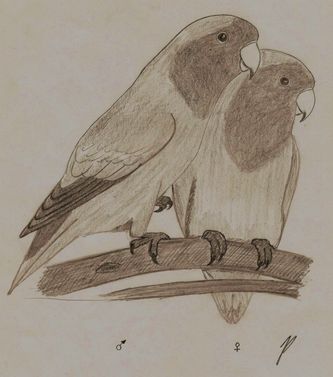 1,1 Rosenhovedet dværgpapegøje (Agapornis r. roseicollis). Blyantstegning af Jørgen Petersen