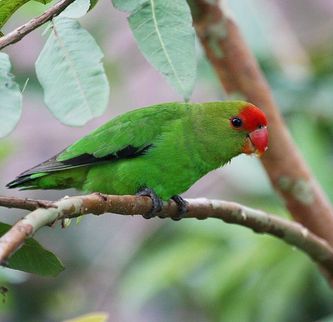 Selv om Taranta dværgpapegøjen hovedsagelig har en grøn fjerdragt, er der tale om en utrolig smuk fugl, da den grønne farve changerer i sollyset, her en voksen hanfugl