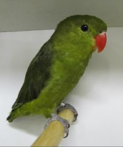 Black-winged Lovebird - Colour mutations