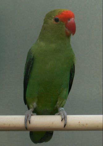 Mørkegrøn (D Grøn) Agapornis taranta (1,0). Generelt set fremtræder fuglen mørkere i hele sin grønne fjerdragt, som ikke changerer i så mange grønne nuancer. Den grønne farve kan virke lidt blålig og dermed mindre varm i farvetonen. Her ses en af mine egne avlshanner, der hvis man ser den i sollys faktisk virker olivengrøn, og kan henlede tankerne på en DF Misty (jf. nedenfor)