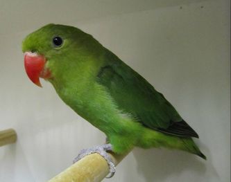 Mørkegrøn (D Grøn) Agapornis taranta (0,1). Generelt set fremtræder fuglen mørkere i hele sin grønne fjerdragt, som ikke changerer i så mange grønne nuancer. Den grønne farve kan virke lidt blålig og dermed mere ”kold” i farvetonen