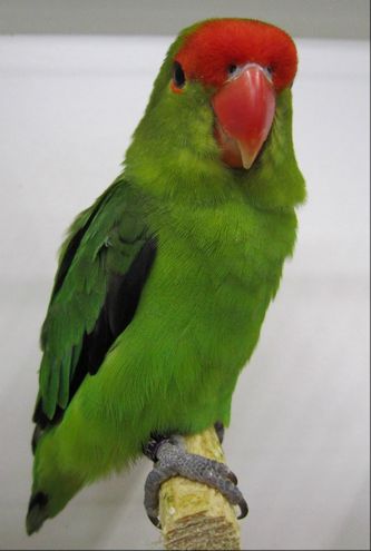Mørkegrøn (D Grøn) Agapornis taranta (1,0). Generelt set fremtræder fuglen mørkere i hele sin grønne fjerdragt, som ikke changerer i så mange grønne nuancer. Den grønne farve kan virke lidt blålig og dermed mere ”kold” i farvetonen