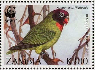 Zambia, der er hjemsted for den Sodbrunhovedet dværgpapegøje (Agapornis nigrigenis), har udgivet hele 3 forskellige frimærker med denne art som motiv. Her er det ene af de to frimærker, som blev udgivet med denne art som motiv i 1996. Det første frimærke, som Zambia udgav med denne art som motiv, er helt tilbage fra 1977 og ikke særligt vellignende