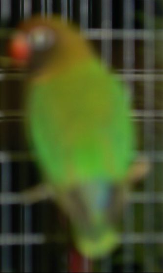 Dette er et eksempel på en ikke artsren Sodbrunhovedet dværgpapegøje (Agapornis nigrigenis) fotograferet på en fugleudstilling i efteråret 2009. Bemærk den blå overgump mellem håndsvingfjerenes spidser (jeg beklager billedets manglende skarphed)