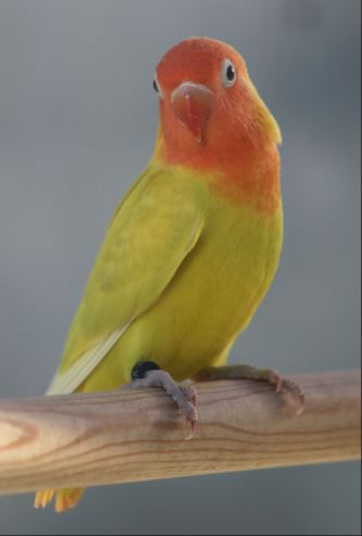 DEC (Yellow) farvemutationen af Agapornis lilianae er en smuk fugl, som fremtræder meget forskelligt afhængig af, i hvilken belysning man ser den. Sidder den i skygge virker den lidt mere grønlig, end når den sidder i direkte sollys, hvor den forekommer meget gul. I modsætning til Lutino farvemutationen, der på nær den røde ansigtsmaske ikke har en egentlig farvetegning, så har DEC (Yellow) farvemutationen en meget svagt antydet farvetegning, idet den normalt grønne kropsfarve er meget lys ”neongrøn”, ligesom halefjerenes artstypiske farvetegning fremtræder som på den vildtfarvede Agapornis lilianae blot med en anden ”farvelade”