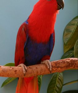 Aru Red-sided Eclectus