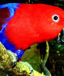 Biaki Red-sided Eclectus