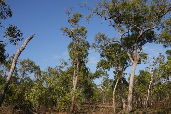Den store Australske Ædelpapegøje (Eclectus roratus macgillivrayi) lever på en afsides beliggende halvø, Cape York, i det nordlige Queensland i Australien, hvor regnskovsområdet er begrænset. Denne underart er derfor ofte henvist til at søge mod andre biotoper for at fouragere, hvilket betyder, at den er nødt til at søge føde i mere åbent skovland, hvor der bl.a. forefindes Eukalyptustræer. Fotoet viser, hvorledes denne underarts habitat på Cape York kan tage sig ud