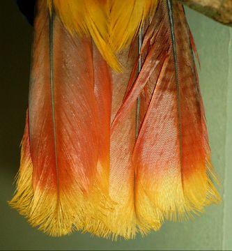 Her ses den klart cadmiumgule undergump og halespids på en hunfugl af Vosmaer’s Ædelpapegøje (Eclectus roratus vosmaeri). Oversiden af halen er mørk rød, og her kan man ligeledes tydeligt se den cadmiumgule farve langs kanten af halespidsen, som kan måle 2,5 – 3,75 cm i bredden, samt på undergumpen (underhaledækfjerene). Hvis man ser en hunfugl med blandet gul og rød farve på undergumpen, så er det ikke en rigtig Vosmaer’s Ædelpapegøje, men der er sandsynligvis tale om resultatet af en krydsning