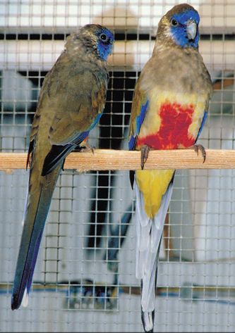 Et par Gulgumpede Blåmaskede parakitter (Northiella haematogaster haematogaster) med hunnen siddende til venstre og hanne til højre, der er større og med farvestrålende