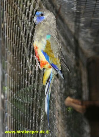 Endnu et eksempel på nominatformen, Gulgumpet Blåmasket parakit (Northiella haematogaster haematogaster), denne fugl er fra Loro Parque