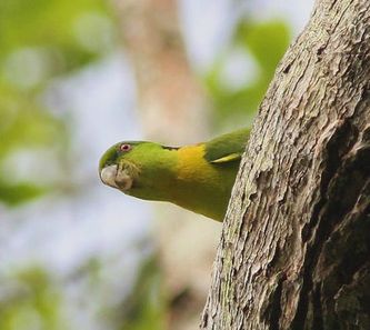 Dette er et af den belgiske dyrefotograf, Stéphane Bocca's, i alt 5 sensationelle fotos af nominatformen af den Grønhovedet dværgpapegøje (Agapornis s. swindernianus) optaget i Ghanas tropiske regnskove i 2009
