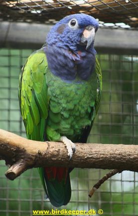 Amazonian Blue-headed Parrot 