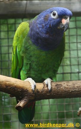 Amazonian Blue-headed Parrot