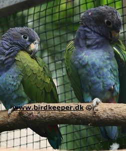 Reichenow's Blue-headed Parrot