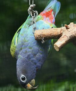 Reichenow's Blue-headed Parrot