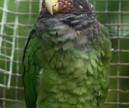Speckle-faced Parrot