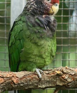 Speckle-faced Parrot