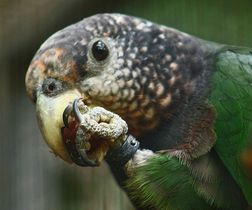 White-capped Parrot 