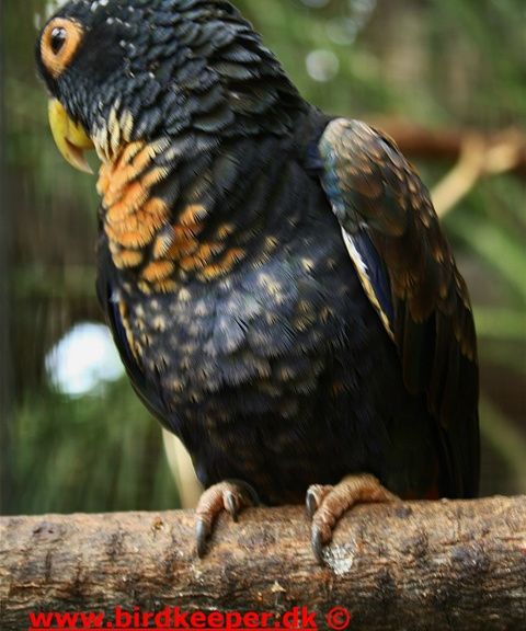 Bronze-winged Parrot 