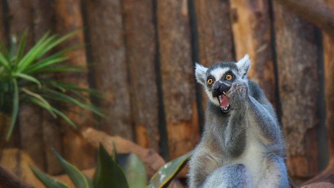 ”Expedition Madagascar” viser bl.a. Kattalemurer, der er halvaber, som udelukkende findes på Madagaskar. De forefindes hovedsageligt i tørre skovområder på øens vestlige side og regnskoven på østsiden. De har en karakteristisk sort-hvid-kantet hale og er slet ikke bange for mennesker. Tropikariet arbejder med såkaldt miljøberigelse for at stimulere sine dyr, f.eks. i form af udfordringer med at lede efter mad i anlæggene, for at sikre, at dyrenes trivsel er optimal. Man bevæger sig ad stier gennem det naturtro anlæg med buske, træer og klipper, hvor man kan få mange oplevelser