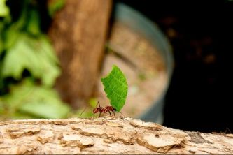 Tropikariet har også bladskærermyrer, som er ret store myrer, der bevæger sig rundt i lange glasrør oppe over hovederne på publikum for at komme frem til forskellige anlæg, bl.a. en lille ø omkranset af vand
