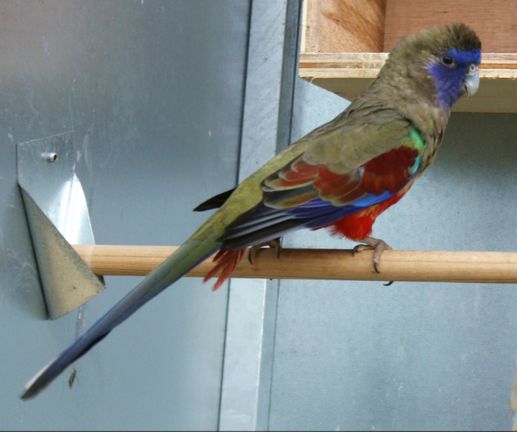 Species Overview of Bluebonnet Parakeets