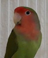 Angola Peach-faced Lovebird