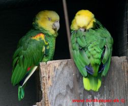 Double Yellow-headed Amazon