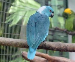 Pacific Yellow-naped Amazon (blue colour mutation)