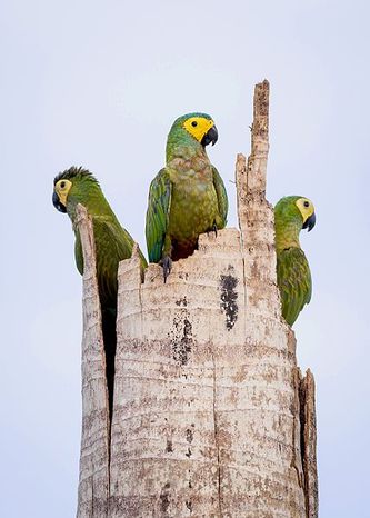 Photo 05:
Orthopsittaca manilatus: In this “classical” photo of Red-bellied Macaws from the nature you see some birds sitting in the top of a dead Moriche palm which is the absolute center of the daily life and survival of the Red-bellied Macaw in the nature. (Photo from the internet: Wikimedia Commons, the free media repository).
