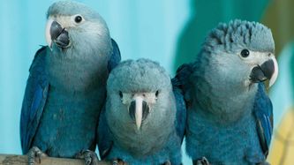Photo 15:
Cyanopsitta spixii: The picture shows 3 chicks of the Spix’s Macaw (Cyanopsitta spixii), which is one of the Red-bellied Macaws nearest relatives. The Spix’s Macaw is one of the world’s rarest bird species and was declared extinct in the wild in year 2000, a status that is being changed by the organization ACTP in Germany. Please notice that these Spix’s Macaw chicks have a white culmen along the upper mandible similar to the one seen on the Red-bellied Macaw. This eye-catching white mid-line stripe running along the top of the upper mandible vanish before the age of 6 - 8 months after which the beak is completely black. (Photo from the internet: Taken by ACTP, Germany, published in MONGABAY - NEWS & INSPIRATION FROM NATURE’S FRONTLINE on 19th March 2020).
