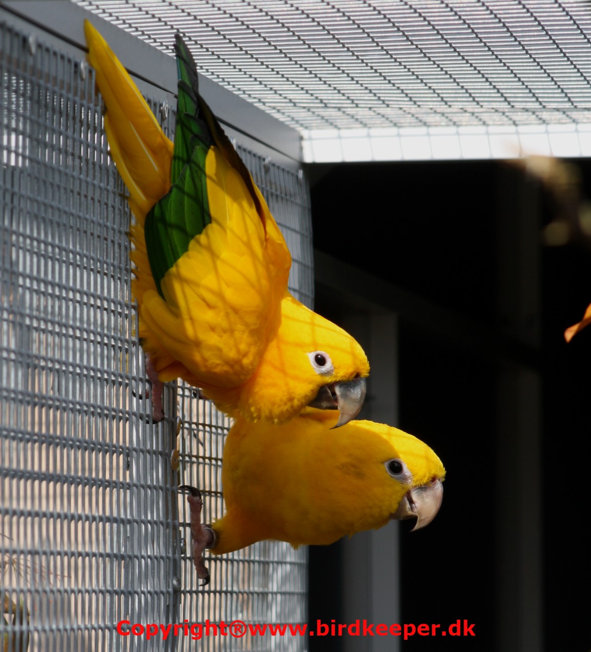 Golden parakeet for store sale