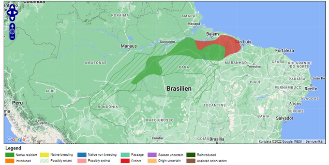 Map of distribution of the Golden Parakeet
Guaruba guarouba: This map from BirdLife Organization shows the current status of the spread of the Golden Parakeet in its home country, Brazil, and at the same time the map among other things indicates the area in which it has become extinct as a result of habitat destruction etc.